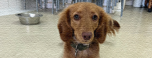 お泊まりと時間預かり